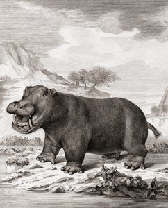 Een Nijlpaard (Hippopotamus amphibius)