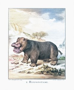 Een nijlpaard (Hippopotamus amphibius)