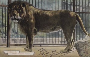 Afrikaanse leeuw, London Zoological Gardens door (after) English photographer