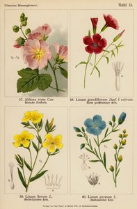 Althaea Rosea, Linum Grandiflorum, Linum Flavum, Linum Perenne door (after) German School