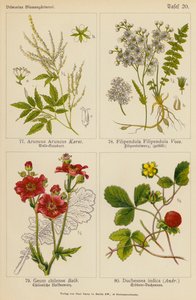 Aruncus Aruncus, Filipendula Filipendula, Geum Chilense, Duchesnea Indica door (after) German School