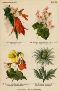Begonia Boliviensis, Begonia Semperflorens, Begonia Tuberhybrida, Eryngium Alpinum door (after) German School