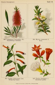 Callistemon Lanceolatus, Myrtus Communis, Cuphea Platycentra, Punica Granatum door (after) German School