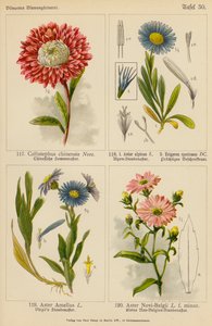 Callistephus Chinensis, Aster Alpinus, Erigeron Speciosus, Aster Amellus, Aster Novi-Belgii door (after) German School