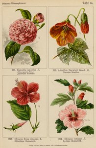 Camellia Japonica, Abutilon Darwinii, Hibiscus Rosa Sinensis, Hibiscus Syriacus door (after) German School