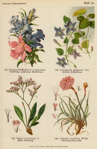 Campanula Medium, Campanula Garganica, Statice Limonium, Armeria Maritima door (after) German School
