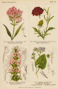 Centranthus Angustifolius, Scabiosa Atropurpurea, Morinia Longifolia, Ageratum Mexicanum, Ageratum Conyzodes, Ageratum Corymbosum door (after) German School