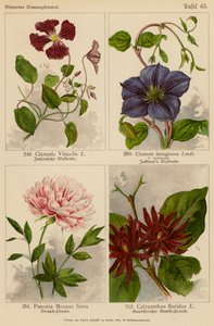 Clematis Viticella, Clematis Lanuginosa, Paeonia Moutan Sims, Calycanthus Floridus door (after) German School
