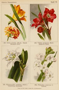 Clivia Miniata, Vallota Purpurea, Hymenocallis Calathina, Polianthes Tuberosa