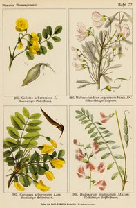 Colutea Arborescens, Halimodendron Argenteum, Caragana Arborescens, Hedysarum Multijugum door (after) German School