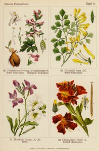 Corydalis Cava, Corydalis Solida, Corydalis Lutea, Matthiola Incana, Cheiranthus Cheiri door (after) German School