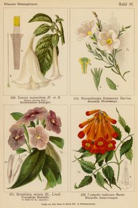 Datura Suaveolens, Nierembergia Frutescens, Brunfelsia Eximia, Campsis Radicans door (after) German School