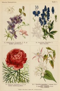 Delphinium Consolida, Aconitum Napellus, Paeonia Tenuifolia, Epimedium Macranthum F Violaceum, Epimedium Youngianum door (after) German School