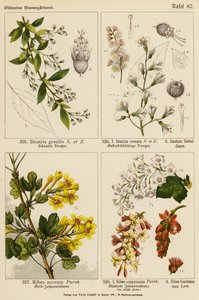 Deutzia Gracilis, Deutzia Crenata, Deutzia Sieboldiana, Ribes Aureum, Ribes Sanguineum, Ribes Gordonianum door (after) German School