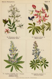 Dictamnus Albus, Lupinus Pilosus, Lupinus Mutabilis, Lupinus Perennis door (after) German School