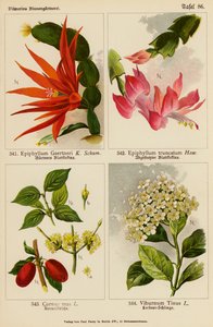 Epiphyllum Gaertneri, Epiphyllum Truncatum, Cornus Mas, Viburnum Tinus door (after) German School