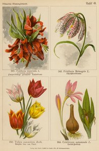 Fritillaria Imperialis, Fritillaria Meleagris, Tulipa Suaveolens, Colchicum Autumnale door (after) German School