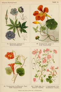 Geranium Pratense, Tropaeolum Majus, Tropaeolum Lobbianum, Oxalis Rosea, Oxalis Floribunda door (after) German School