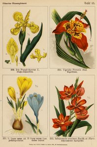 Iris Pseud-Acorus, Tigridia Pavonia, Crocus Vernus, Crocus Aureus, Schizostylis Coccinea door (after) German School