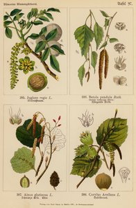 Juglans Regia, Betula Pendula, Alnus Glutinosa, Corylus Avellana