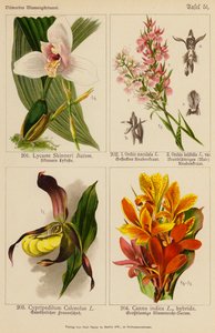 Lycaste Skinneri, Orchis Maculata, Orchis Latifolia, Cypripedilum Calceolus, Canna Indica door (after) German School