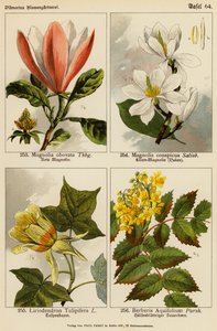 Magnolia Obovata, Magnolia Conspicua, Liriodendron Tulipifera, Berberis Aquifolium door (after) German School