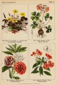 Oxalis Corniculata, Oxalis Deppei, Impatiens Balsamina, Impatiens Sultani door (after) German School