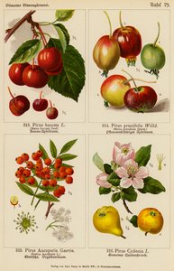 Pirus Baccata, Pirus Prunifolia, Pirus Aucuparia, Pirus Cydonia door (after) German School