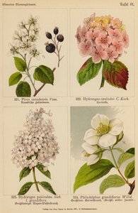Pirus Canadensis, Hydrangea Opulodes, Hydrangea Paniculata, Philadelphus Grandiflorus door (after) German School