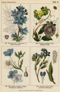 Polemonium Coeruleum, Cobaea Scandens, Nemophila Insignis, Anchusa Italica door (after) German School