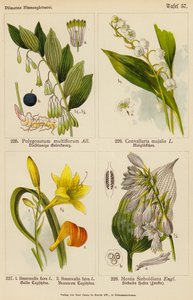 Polygonatum Multiflorum, Convallaria Majalis, Hemerocallis Flava, Hemerocallis Fulva, Hostia Sieboldiana door (after) German School