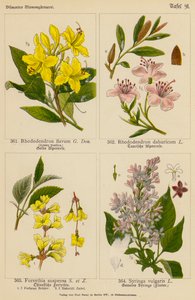 Rhododendron Flavum, Rhododendron Dahuricum, Forsythia Suspensa, Syringa Vulgaris door (after) German School