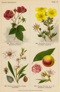 Rubus Odoratus, Potentilla Fruticosa, Prunus Amygdalus, Prunus Persica door (after) German School