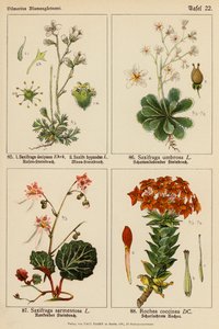 Saxifraga Decipiens, Saxifraga Hypnodes, Saxifraga Umbrosa, Saxifraga Sarmentosa, Rochea Coccinea door (after) German School