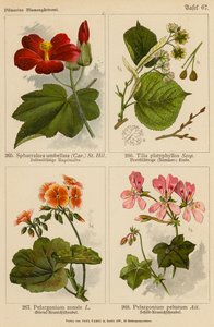 Sphaeralcea Umbellata, Tilia Platyphyllos, Pelargonium Zonale, Pelargonium Peltatum door (after) German School