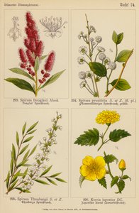Spiraea Douglasii, Spiraea Prunifolia, Spiraea Thunbergii, Kerria Japonica door (after) German School