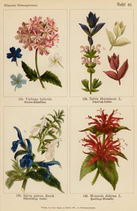 Verbena Hybrida, Salvia Horminum, Salvia Patens, Monarda Didyma door (after) German School