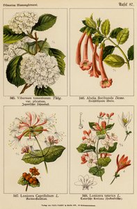 Viburnum Tomentosum, Abelia Floribunda, Lonicera Caprifolium, Lonicera Tatarica door (after) German School