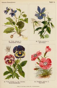 Viola Odorata, Viola Cornuta, Viola Tricolor, Dianthus Alpinus door (after) German School