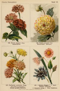 Zinnia Elegans, Dahlia Pinnata, Gaillardia Pulchella, Helipterum Manglesii, Catananche Coerulea