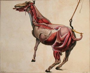 Gevilde paard, uit 
