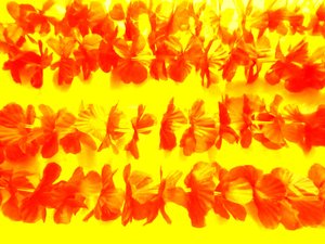 Bloemen door Martina Konitzky