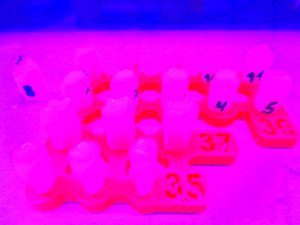 Neon Tanden
