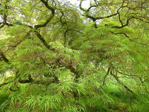 Groene Handen door Detlef B. Fischer