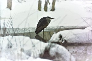 Blauwe Reiger in de Sneeuw