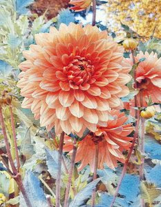Rosa Dahlie.