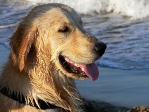 Golden Retriever door Monika Wittrich