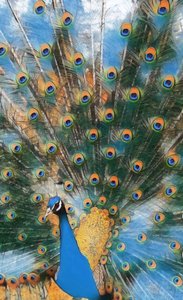 Pavo Real. door Margareta Uliarte
