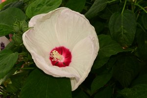 Vastgelegde rozen tegen een zachte, natuurlijke en artistieke achtergrond.