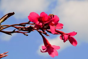 Vastgelegde rozen tegen een zachte, natuurlijke en artistieke achtergrond.